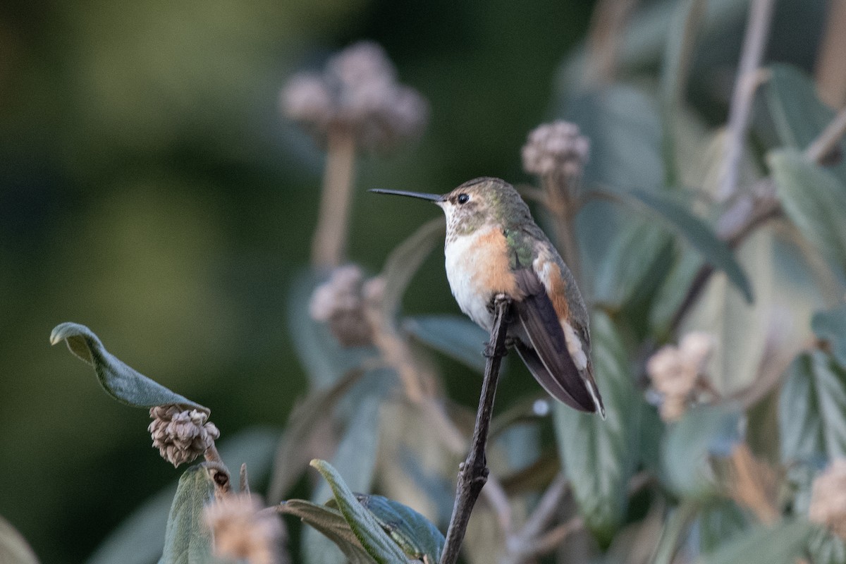 Rufous Hummingbird - ML627827550