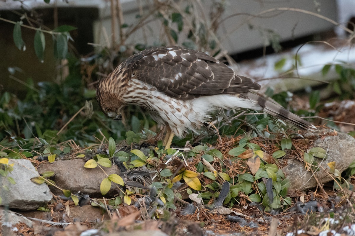 Cooper's Hawk - ML627827566