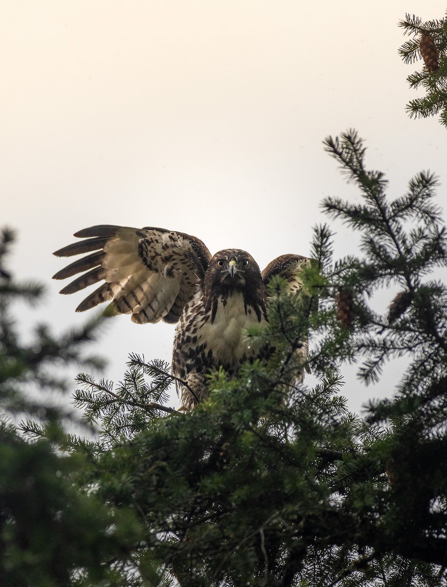 Cooper's Hawk - ML627827599