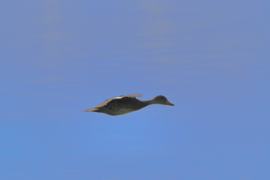 Yellow-billed Pintail - ML627827639