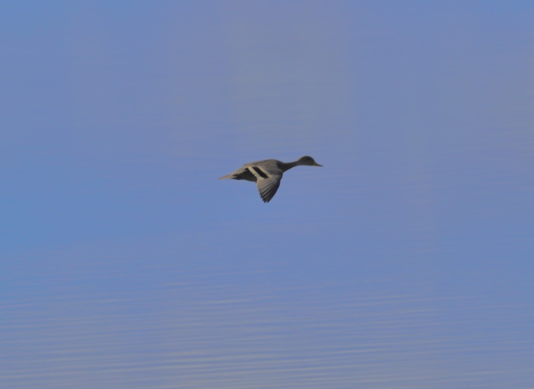 Yellow-billed Pintail - ML627827651