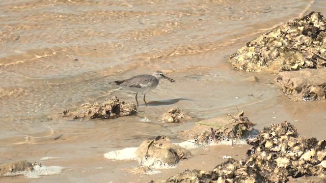 Gray-tailed Tattler - ML627827674