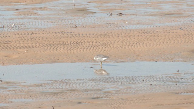 Gray-tailed Tattler - ML627827680