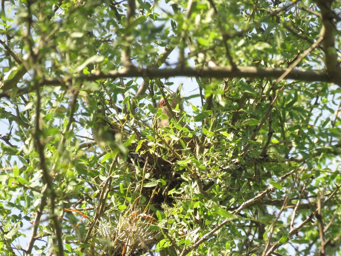 Ash-colored Cuckoo - ML627827682