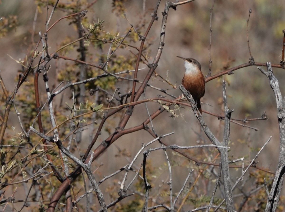 Canyon Wren - ML627827717