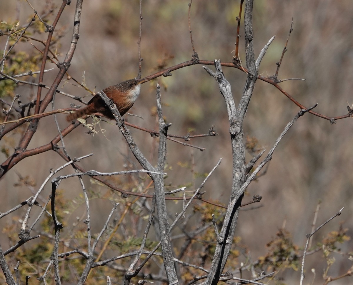 Canyon Wren - ML627827718