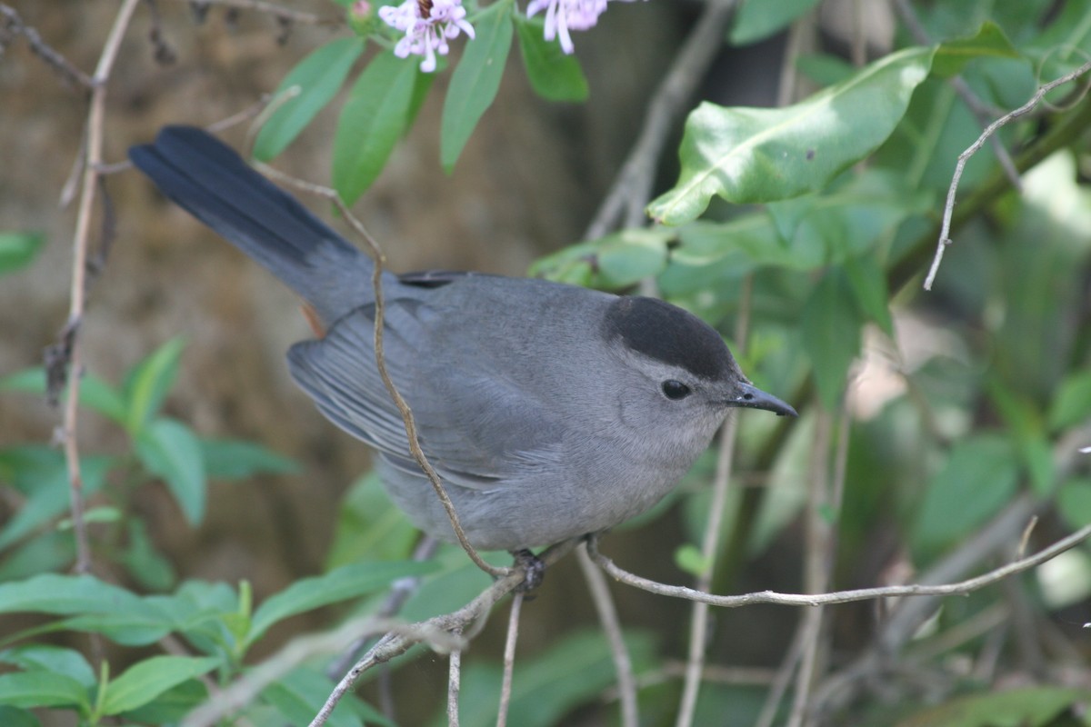 Gray Catbird - ML627827846