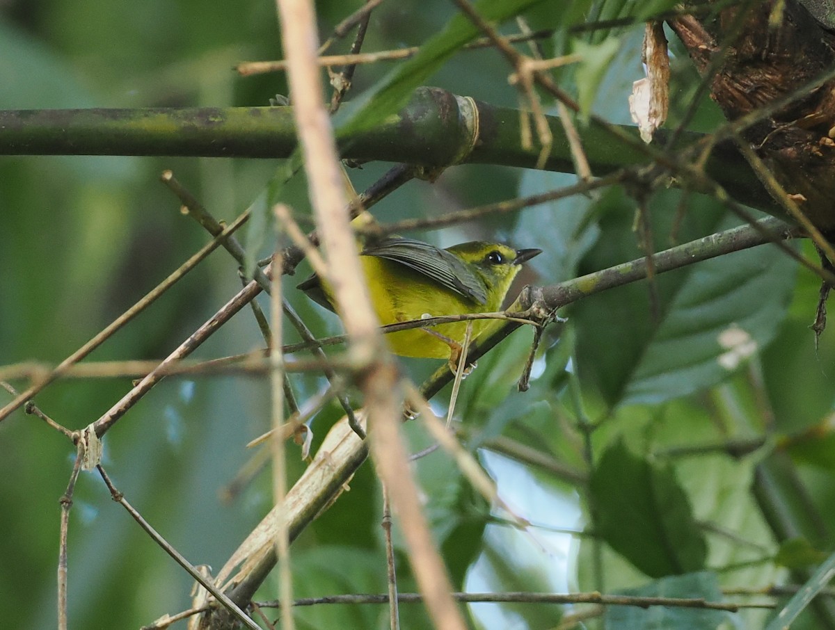 Cuzco Warbler - ML627827853