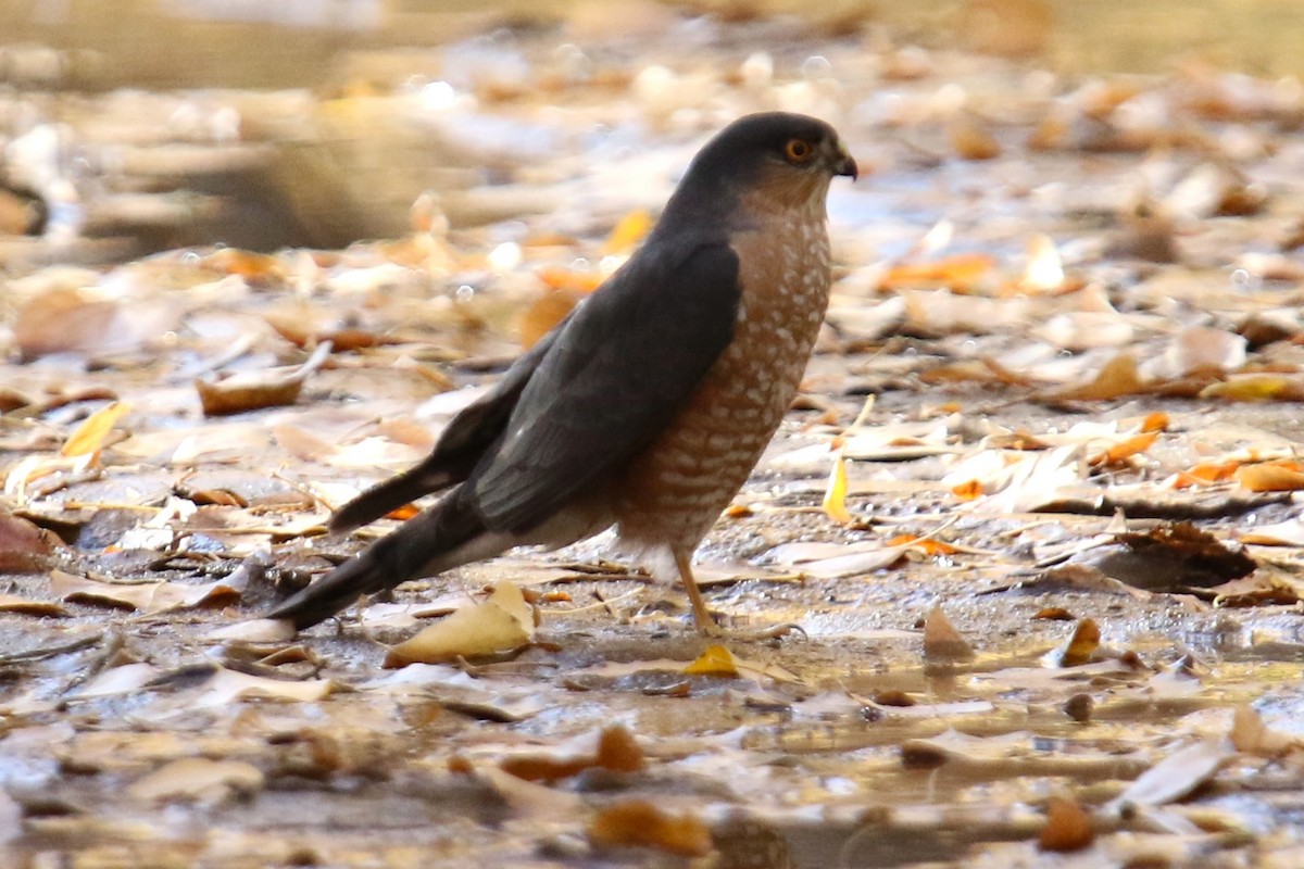 Sharp-shinned Hawk - ML627827854