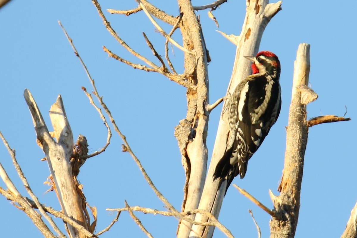 Red-naped Sapsucker - ML627827872