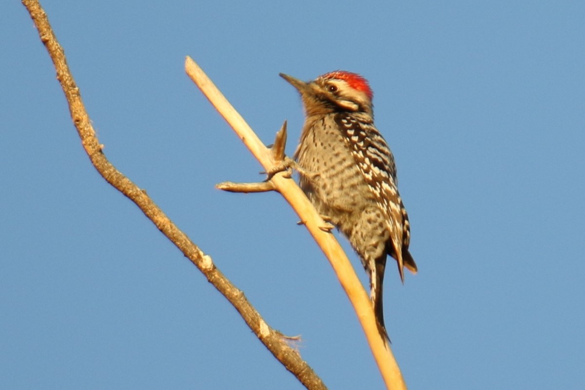 Ladder-backed Woodpecker - ML627827876
