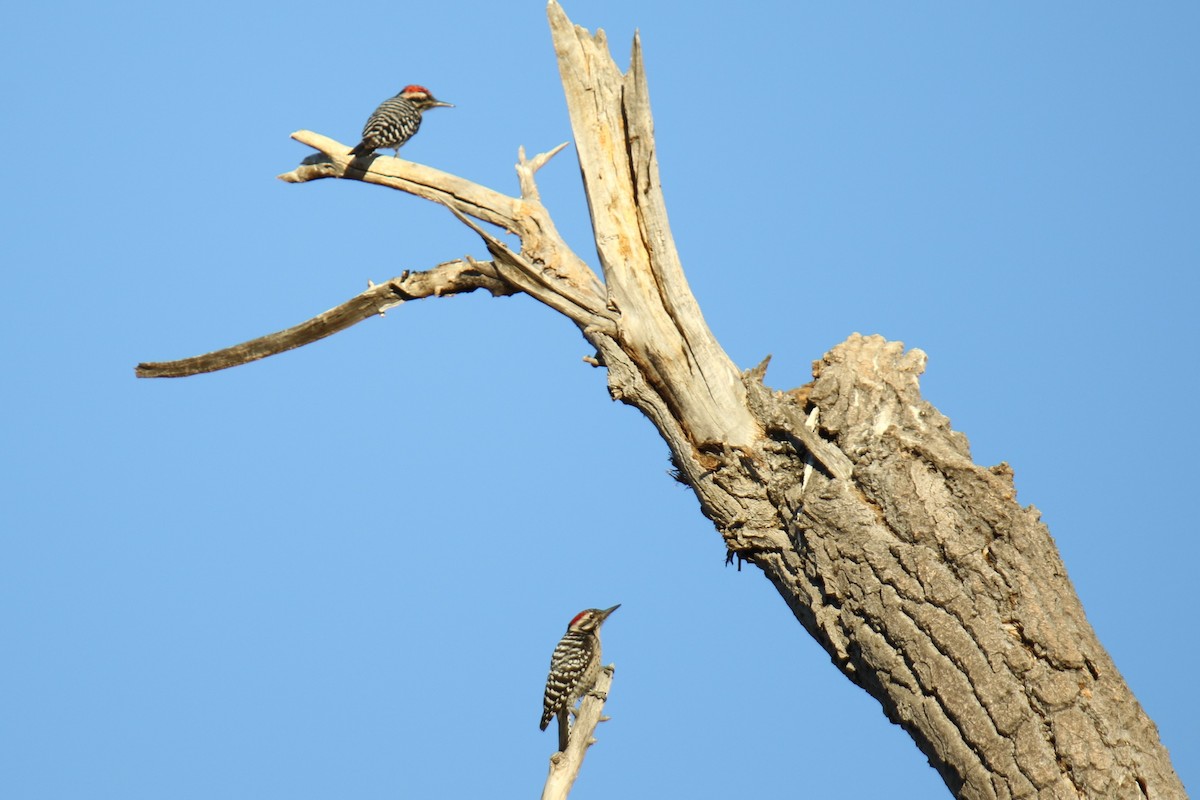 Ladder-backed Woodpecker - ML627827891