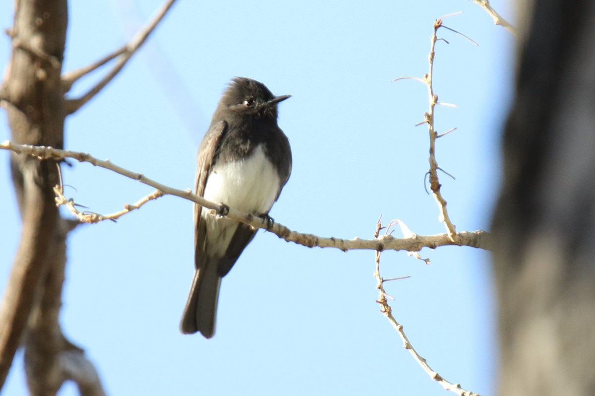 Black Phoebe (Northern) - ML627827896