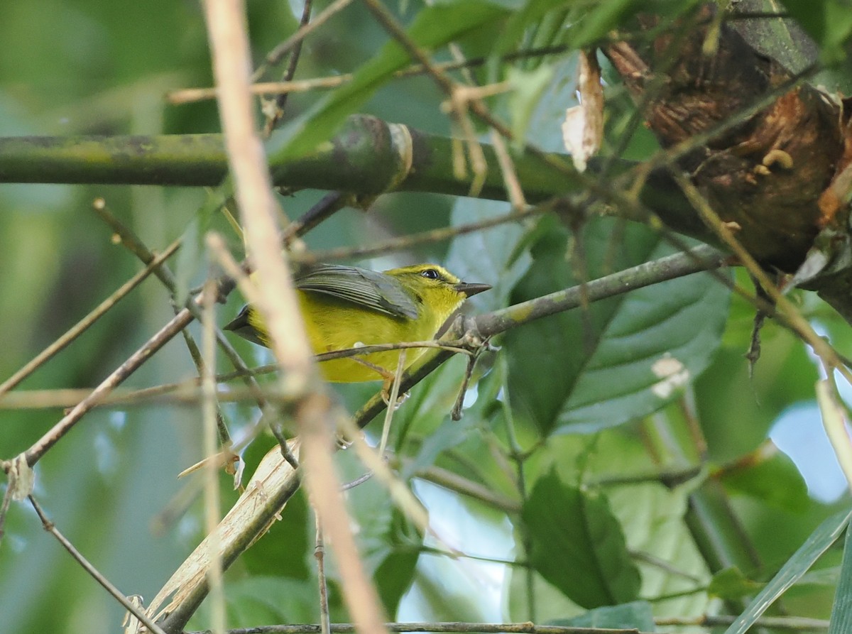 Cuzco Warbler - ML627827914