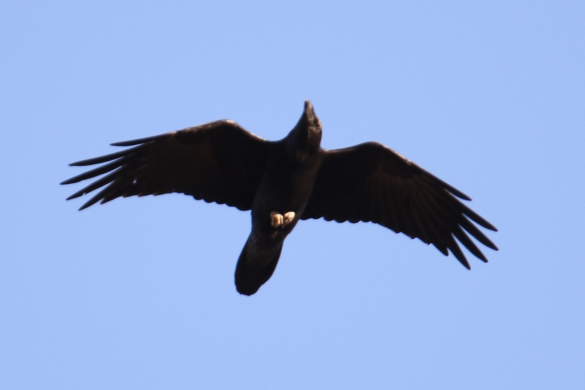 Common Raven - ML627827915