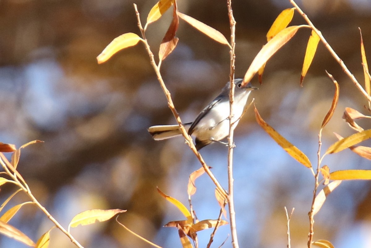 Blue-gray Gnatcatcher - ML627827919