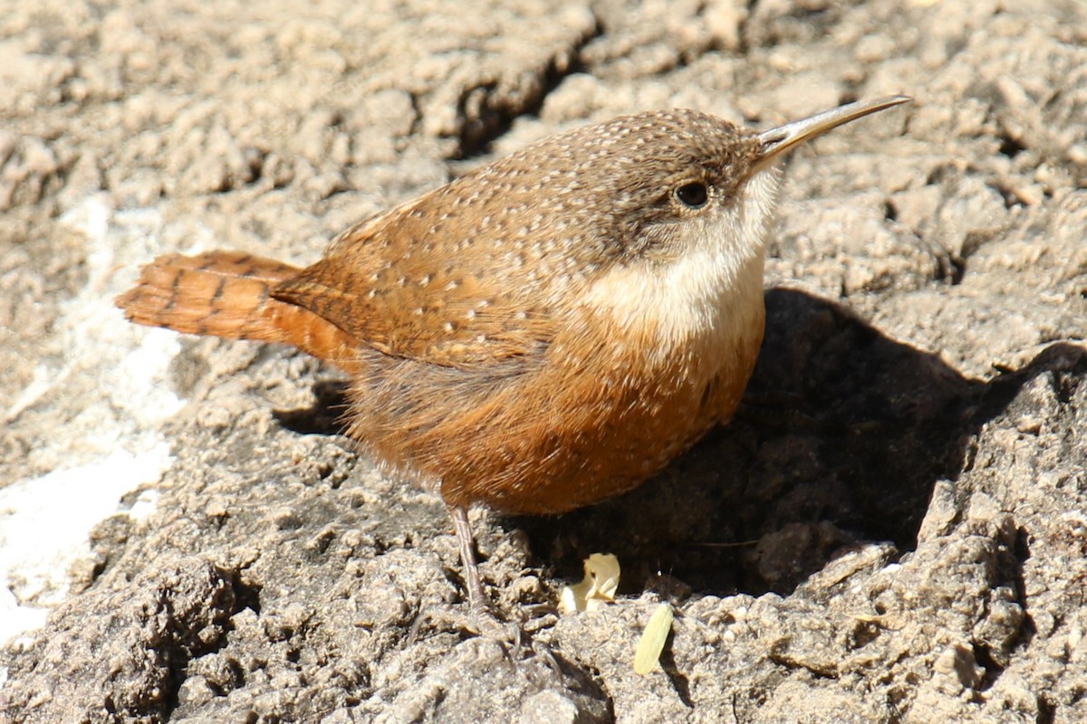 Canyon Wren - ML627827924
