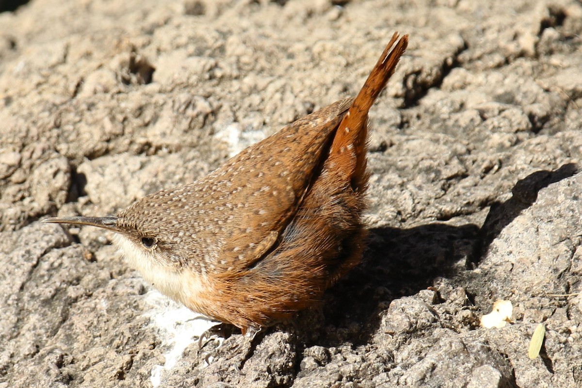 Canyon Wren - ML627827928