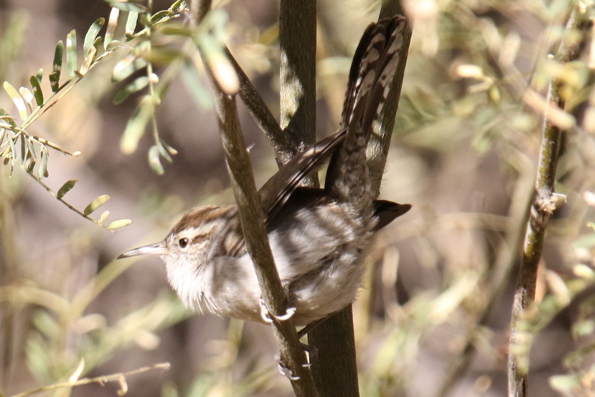 Bewick's Wren - ML627827932