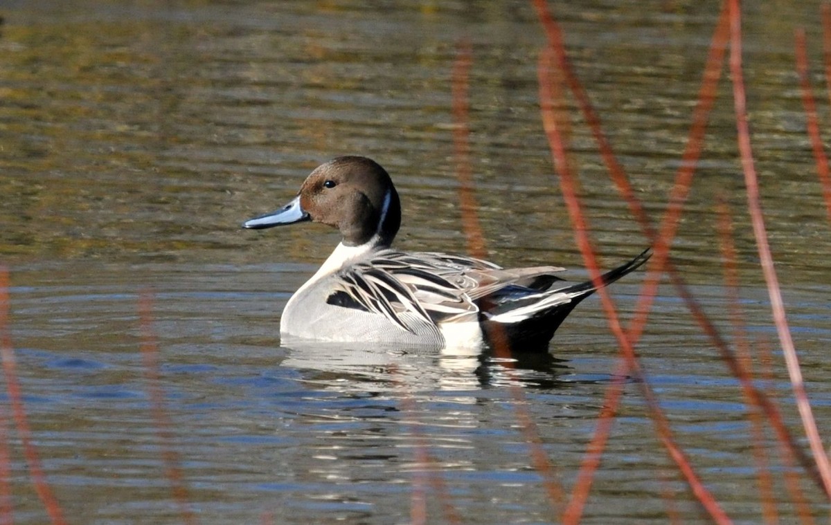 Northern Pintail - ML627827943