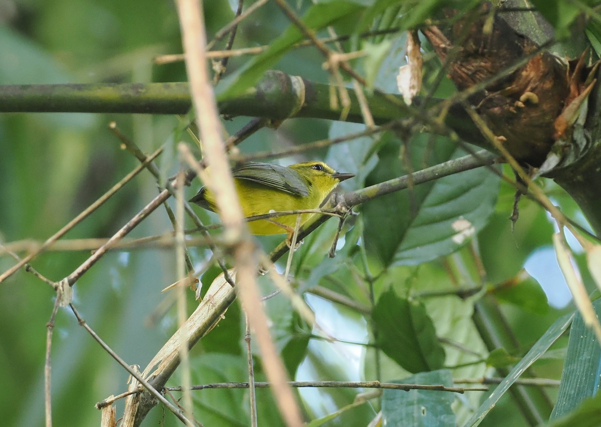 Cuzco Warbler - ML627827991