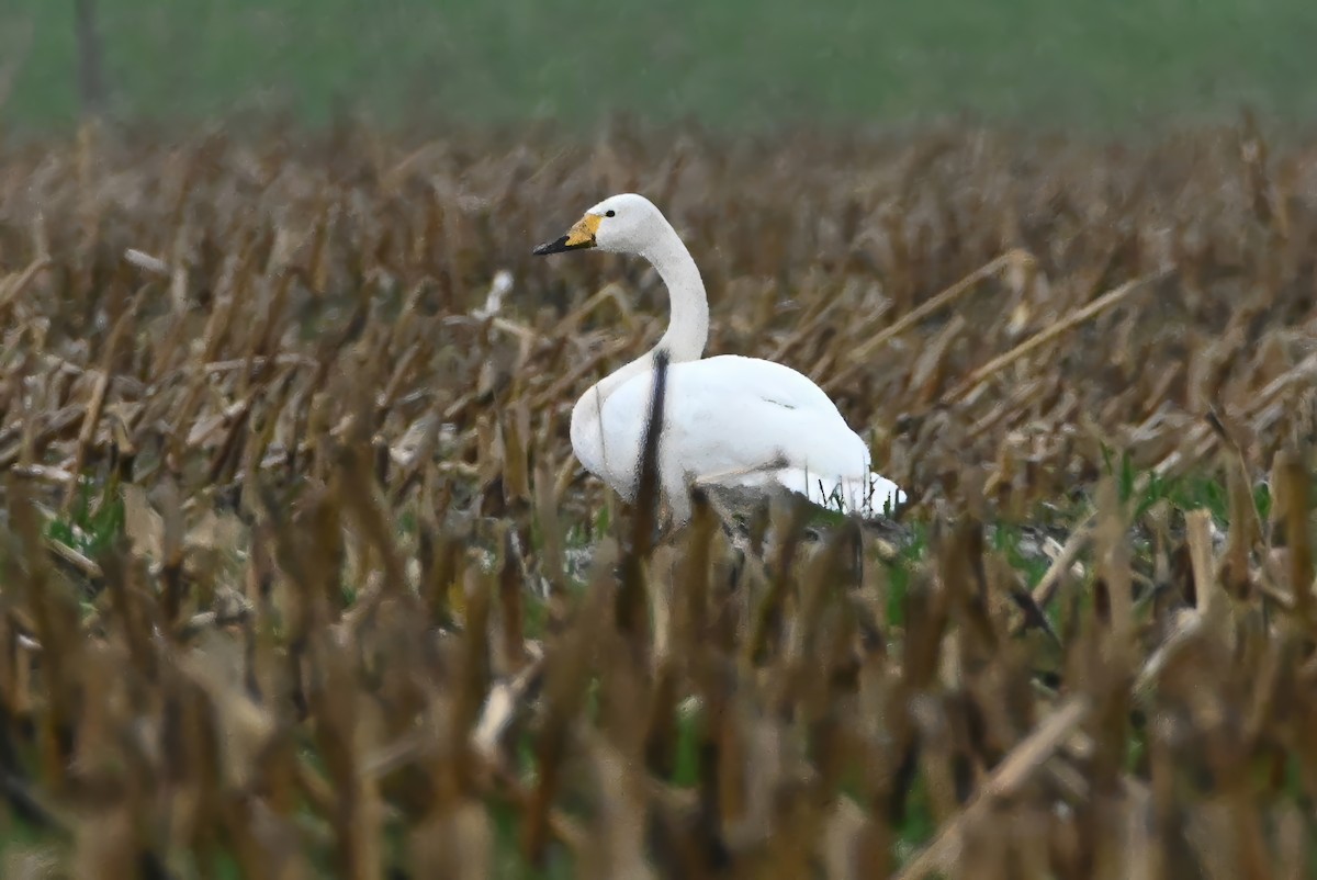 Whooper Swan - ML627828150