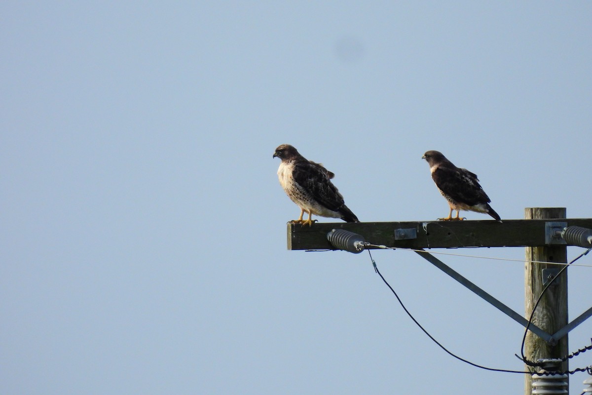 Red-tailed Hawk - ML627828165