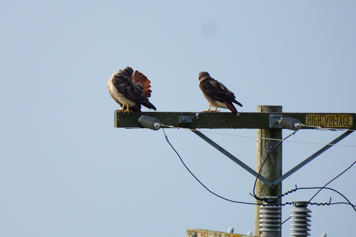 Red-tailed Hawk - ML627828166