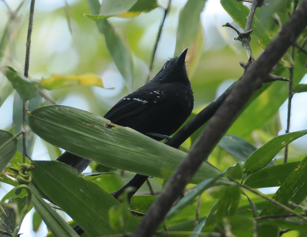 Manu Antbird - ML627828168