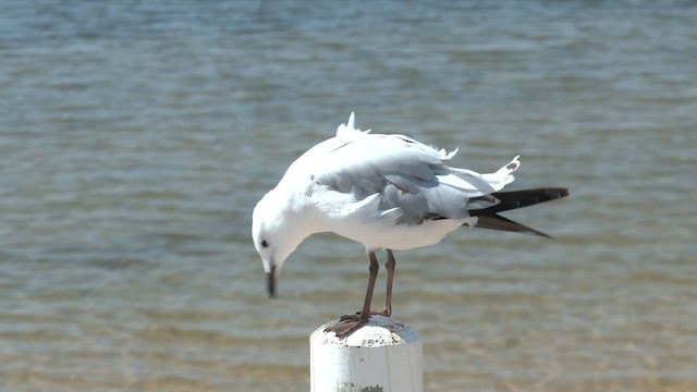 Silver Gull (Silver) - ML627828185