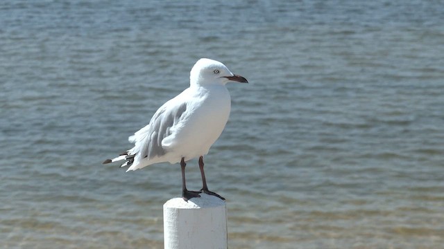 Silver Gull (Silver) - ML627828188