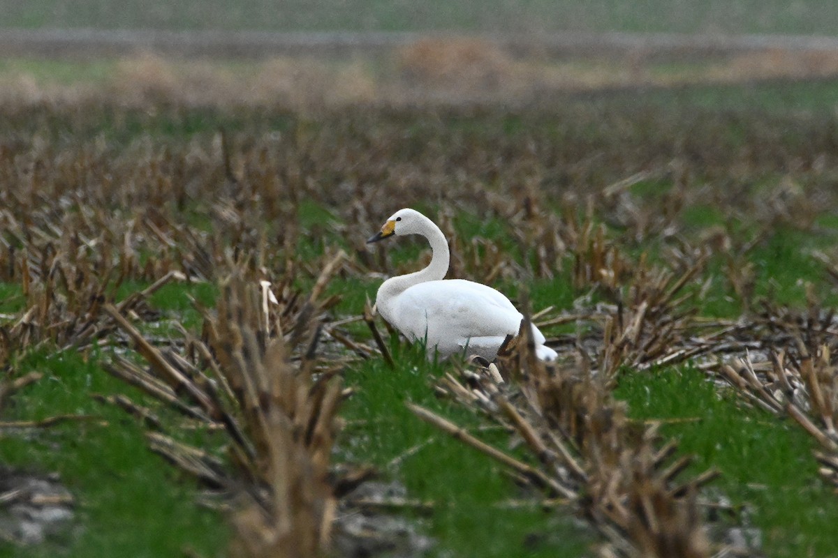 Whooper Swan - ML627828207