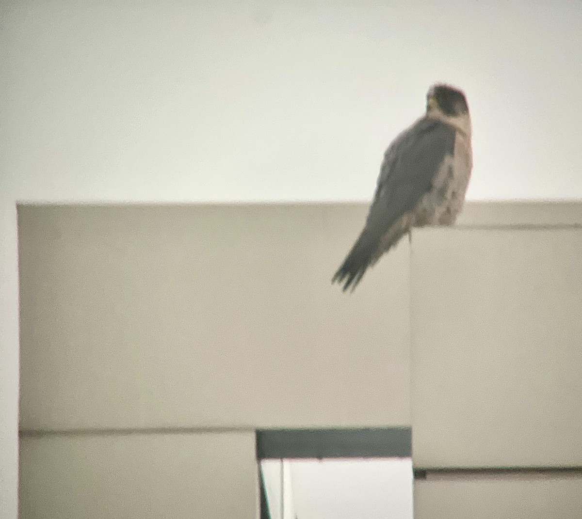 Peregrine Falcon - ML627828327