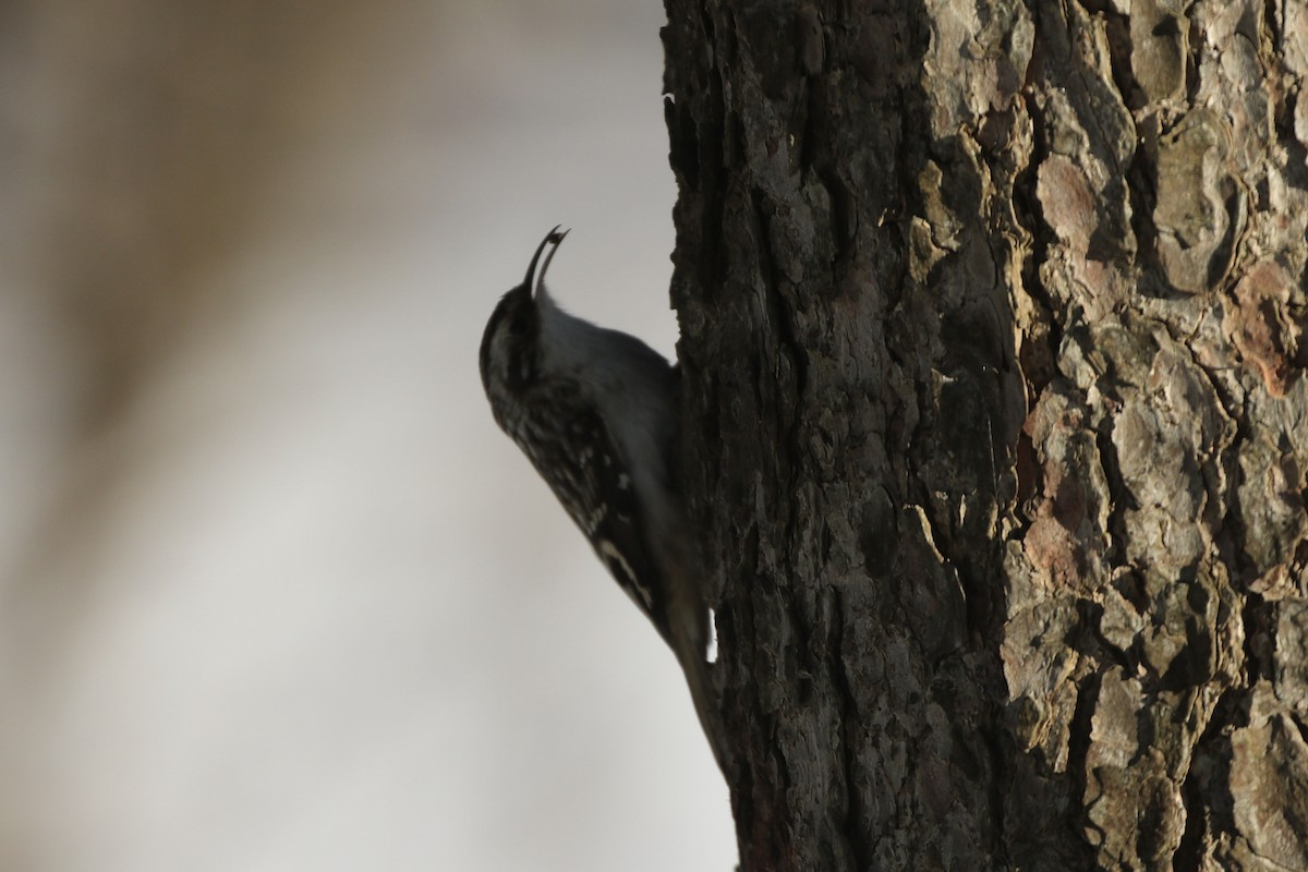 Brown Creeper - ML627828517