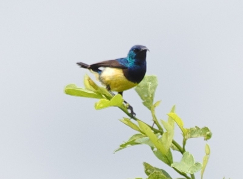 Variable Sunbird (Yellow-bellied) - ML627828536