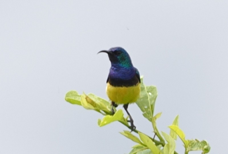 Variable Sunbird (Yellow-bellied) - ML627828560