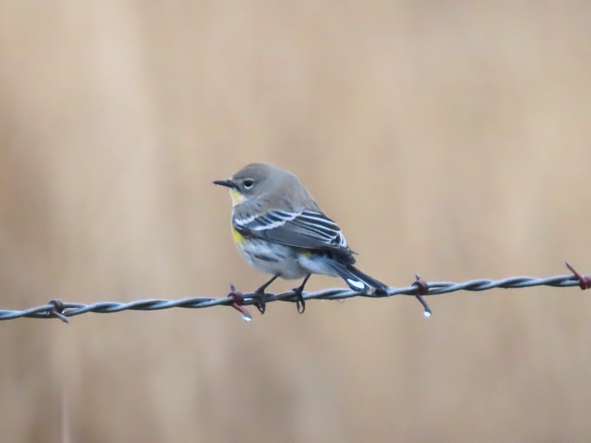 Yellow-rumped Warbler - ML627828562