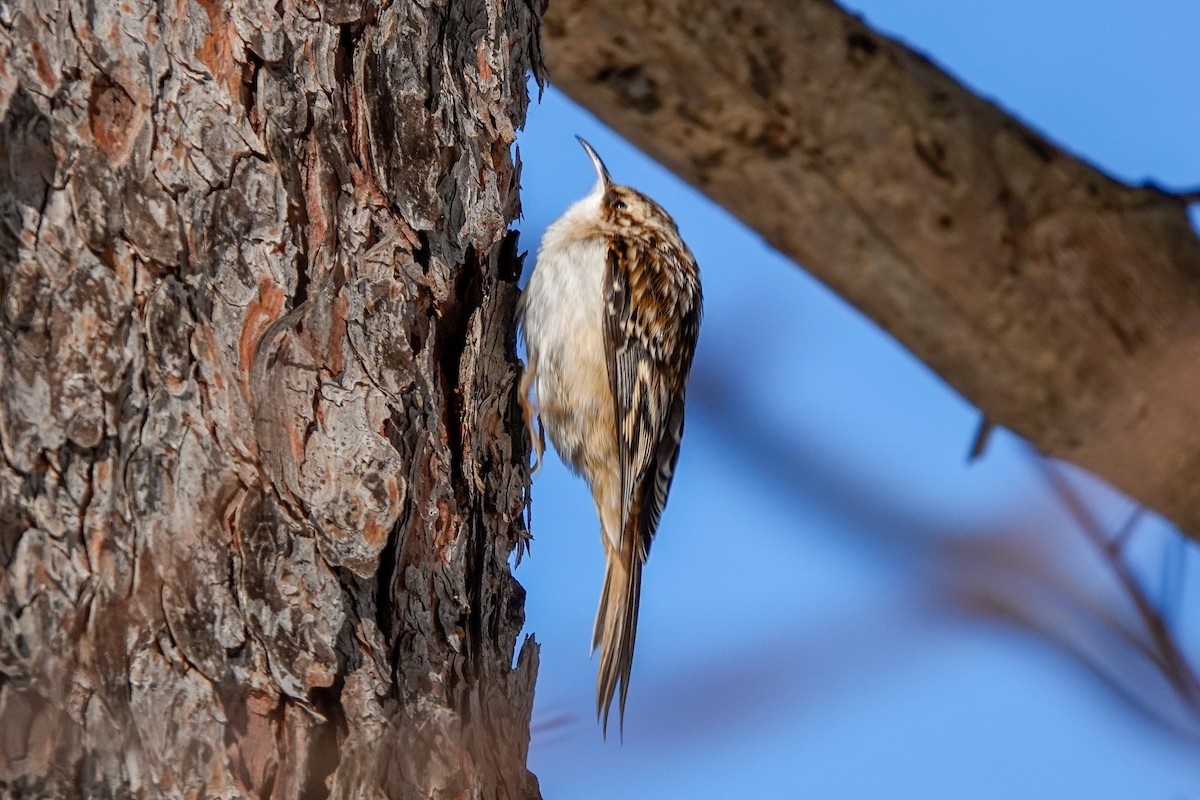 Brown Creeper - ML627828582