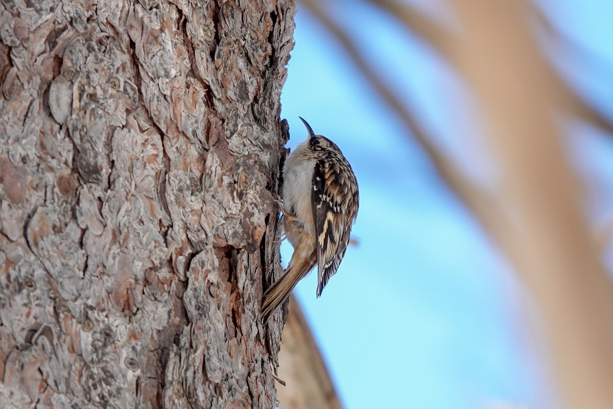 Brown Creeper - ML627828583