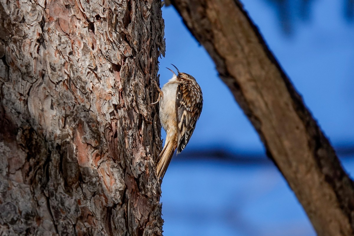 Brown Creeper - ML627828584