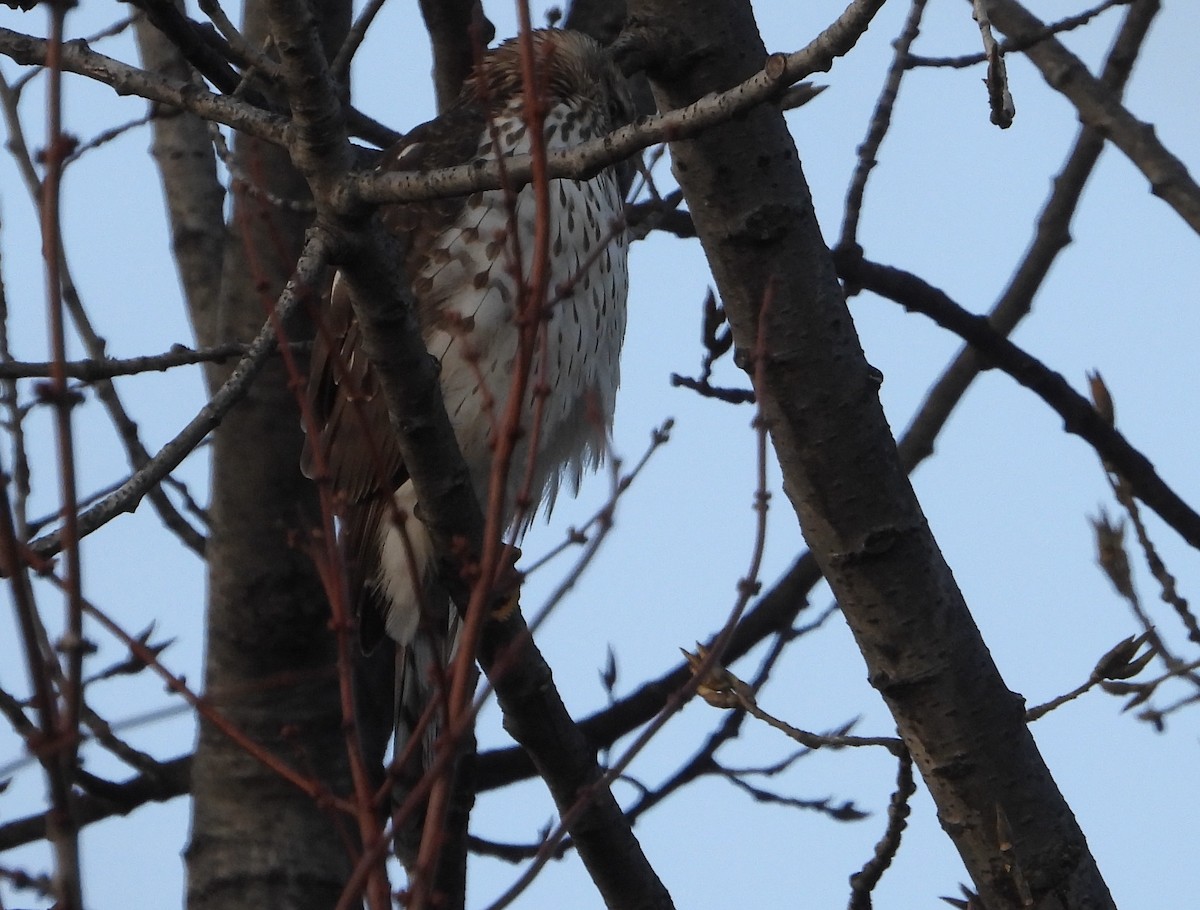 Cooper's Hawk - ML627828600