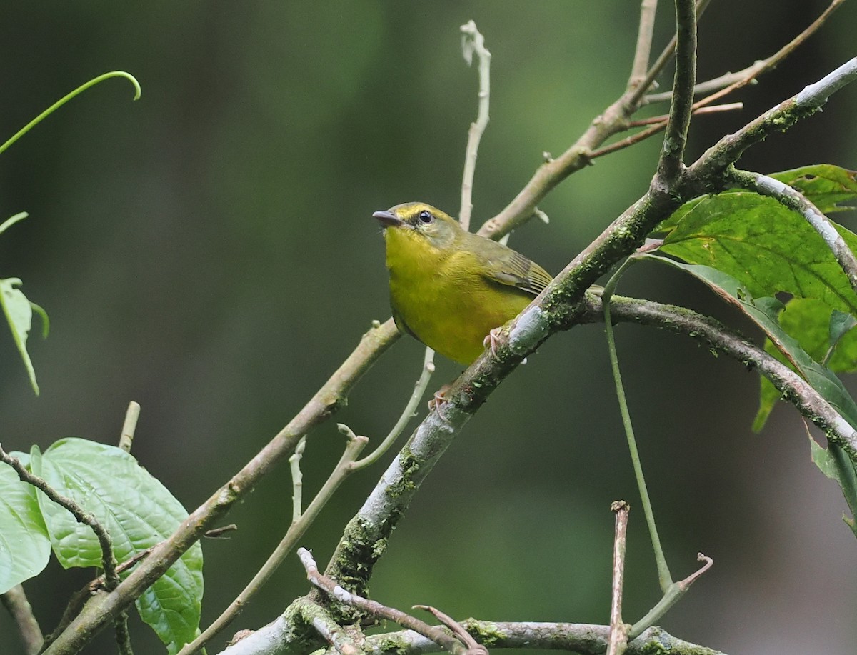 Cuzco Warbler - ML627828665