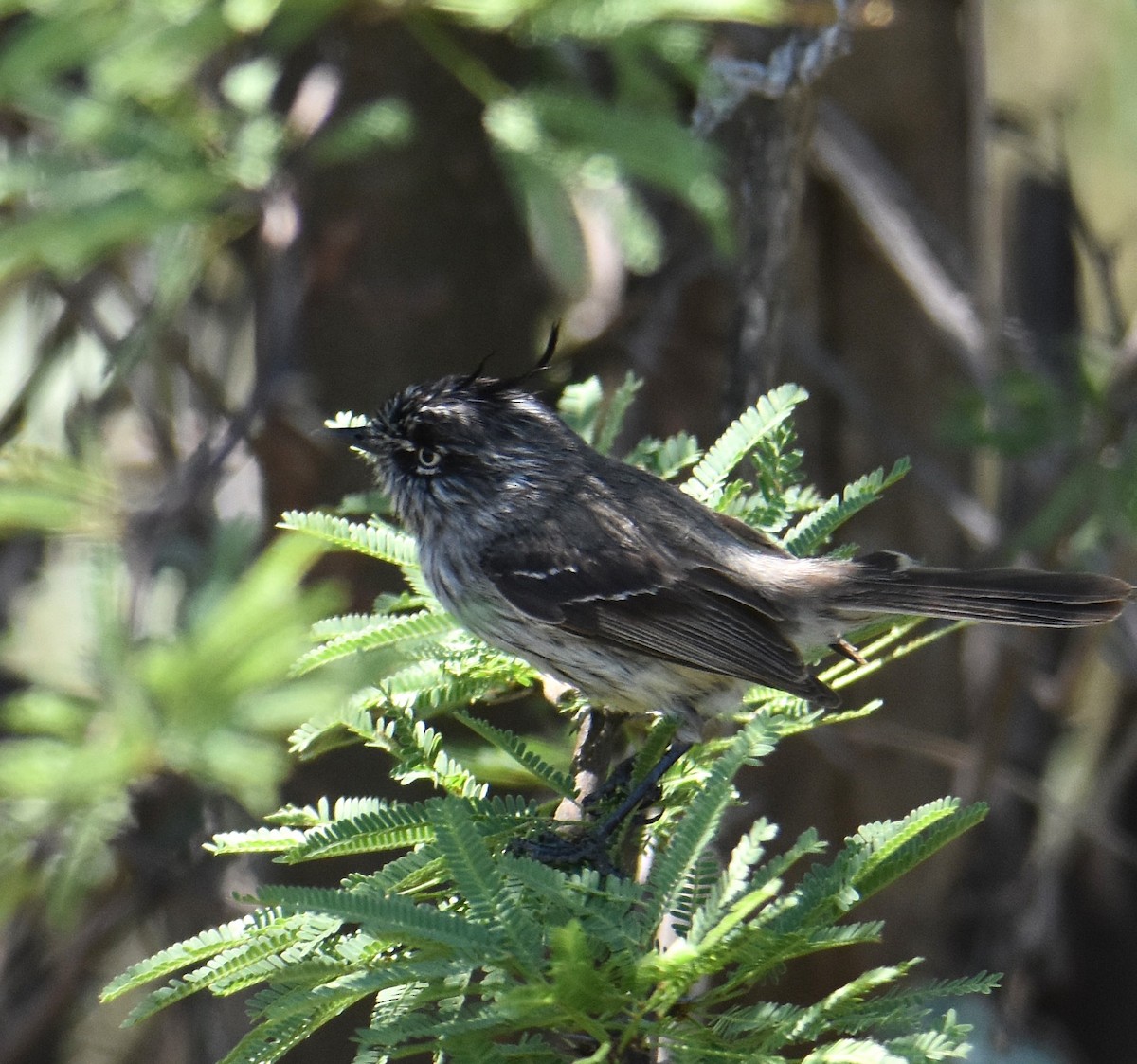 Tufted Tit-Tyrant - ML627828685