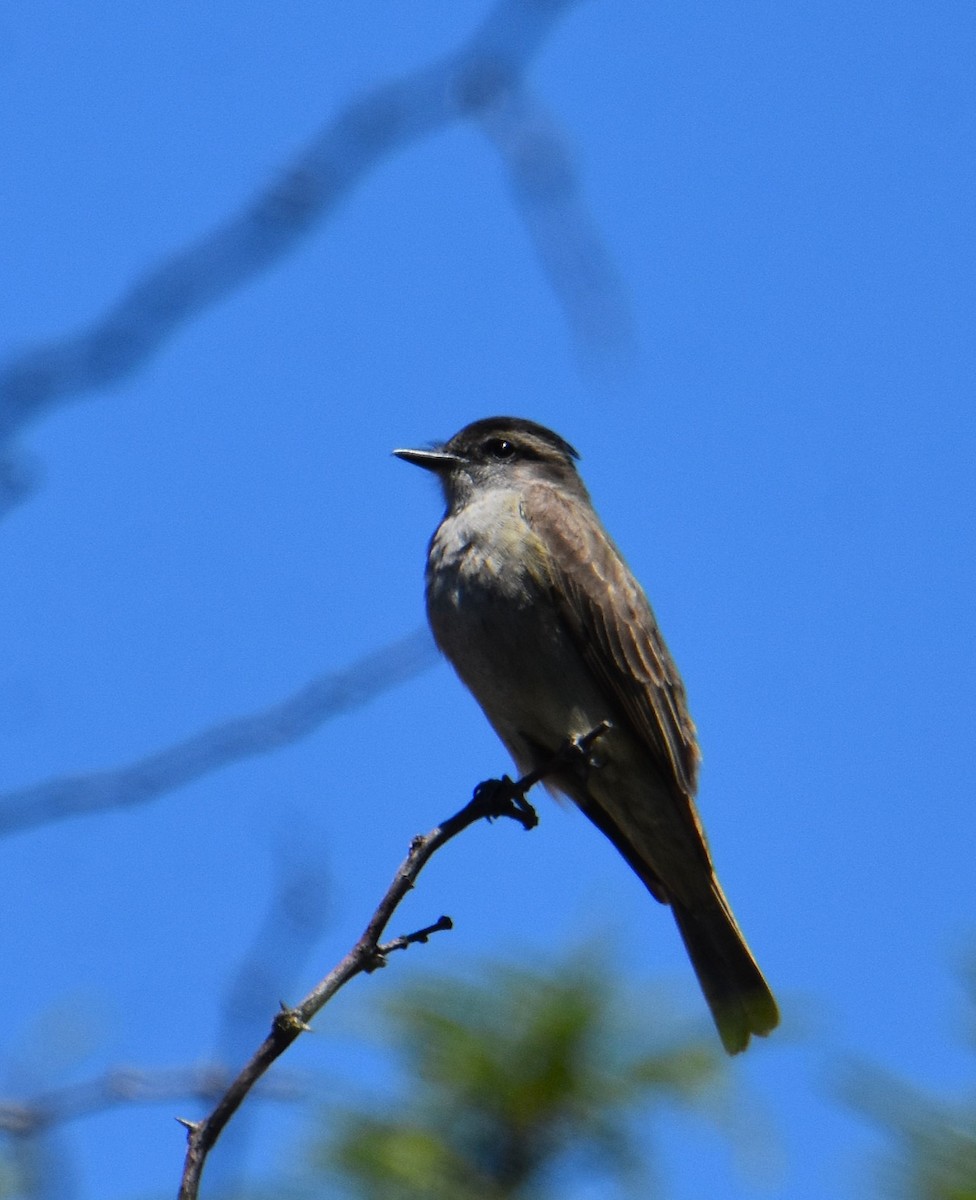 Crowned Slaty Flycatcher - ML627828720