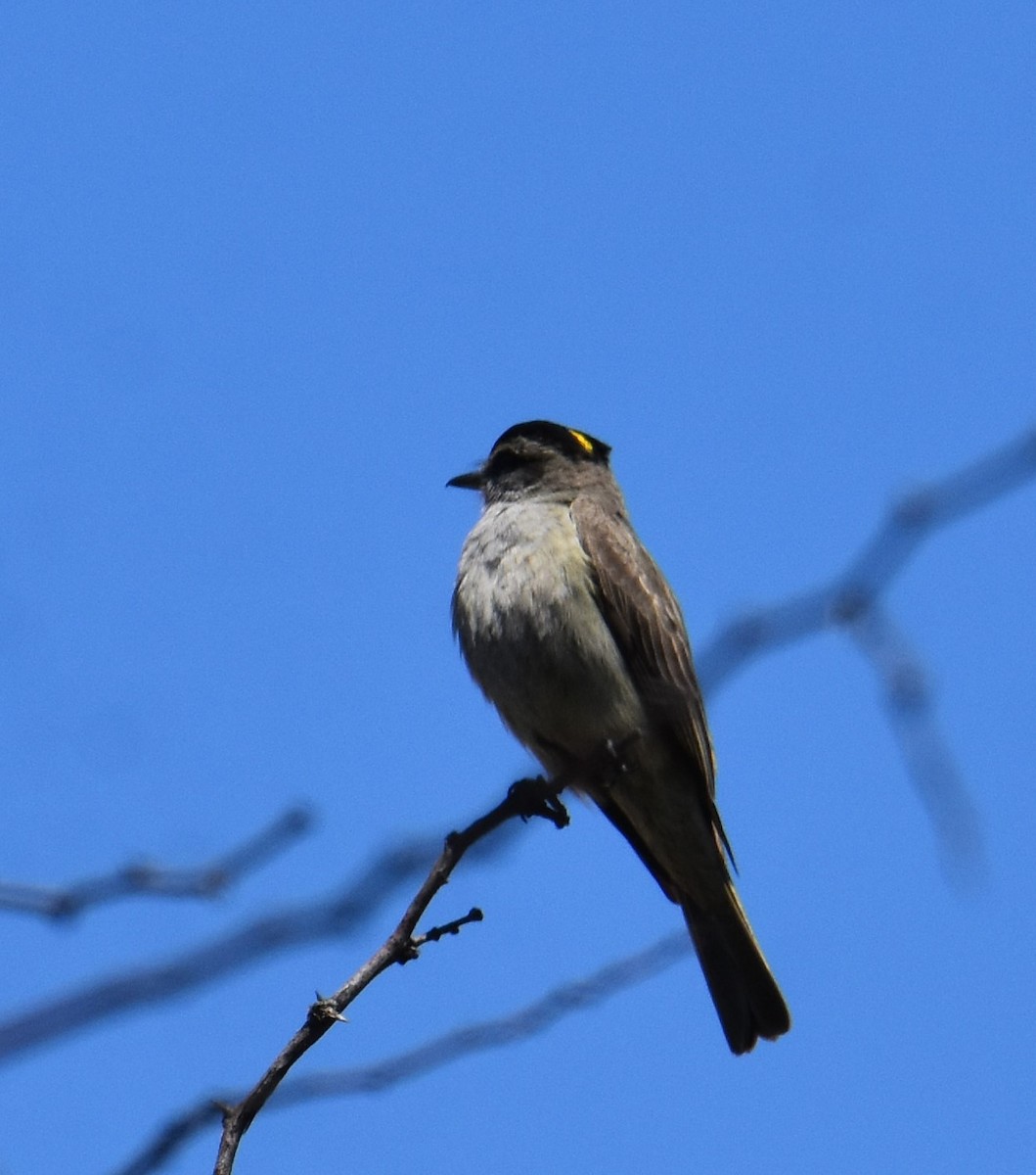 Crowned Slaty Flycatcher - ML627828725