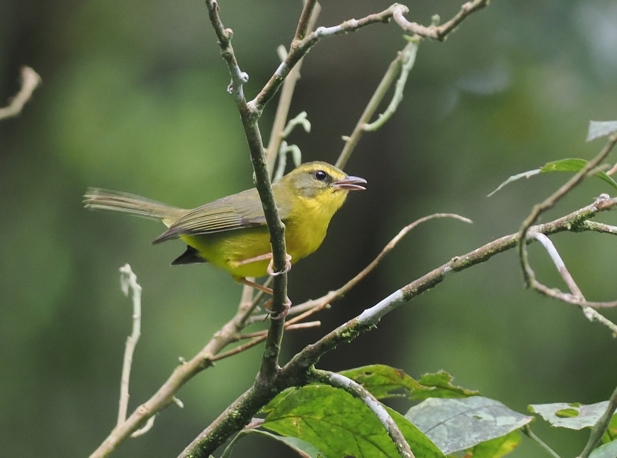 Cuzco Warbler - ML627828732