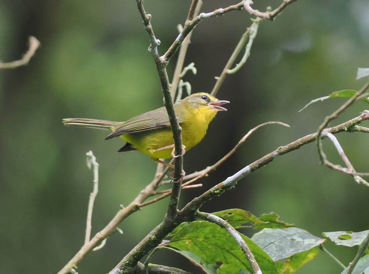 Cuzco Warbler - ML627828746