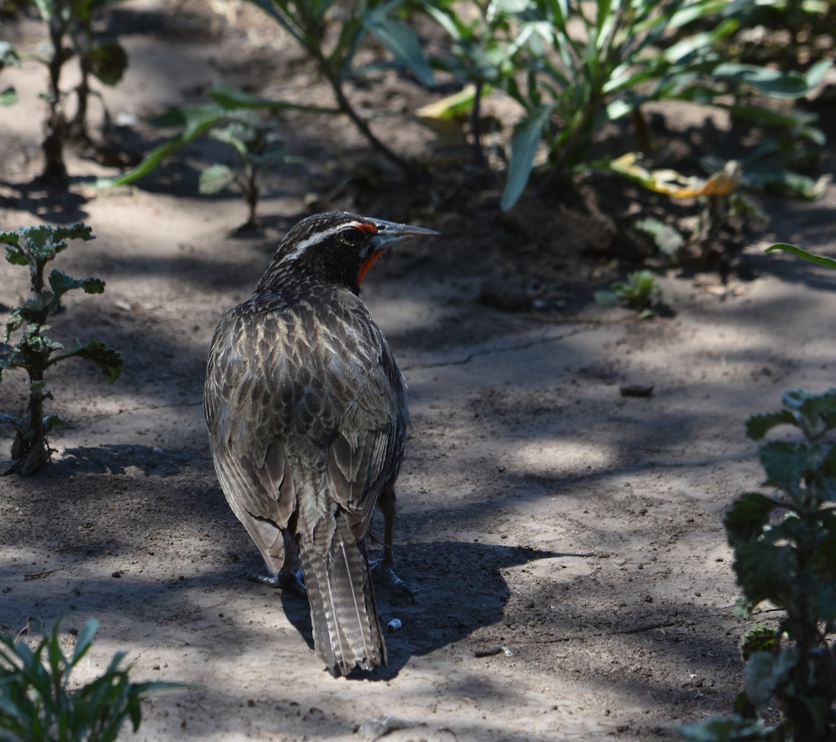 Long-tailed Meadowlark - ML627828747