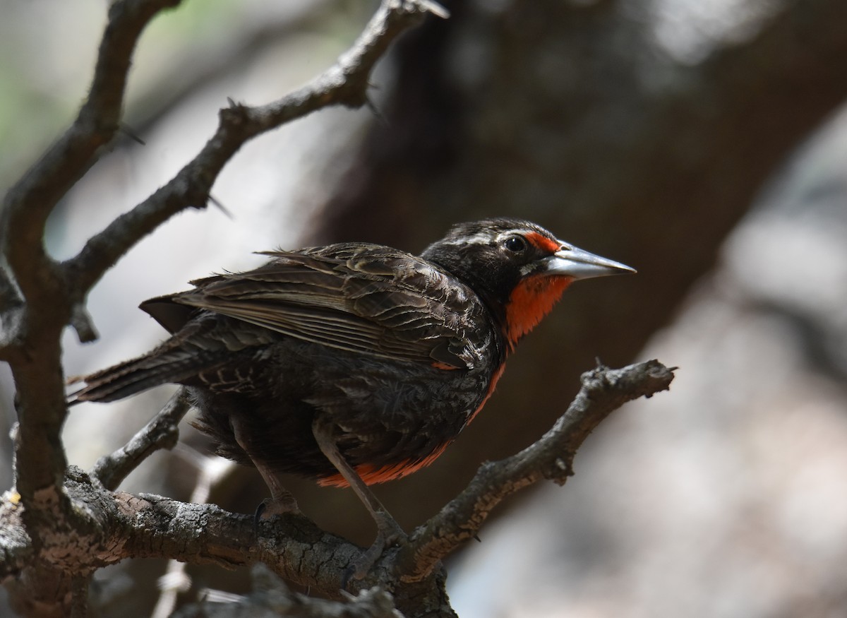 Long-tailed Meadowlark - ML627828749