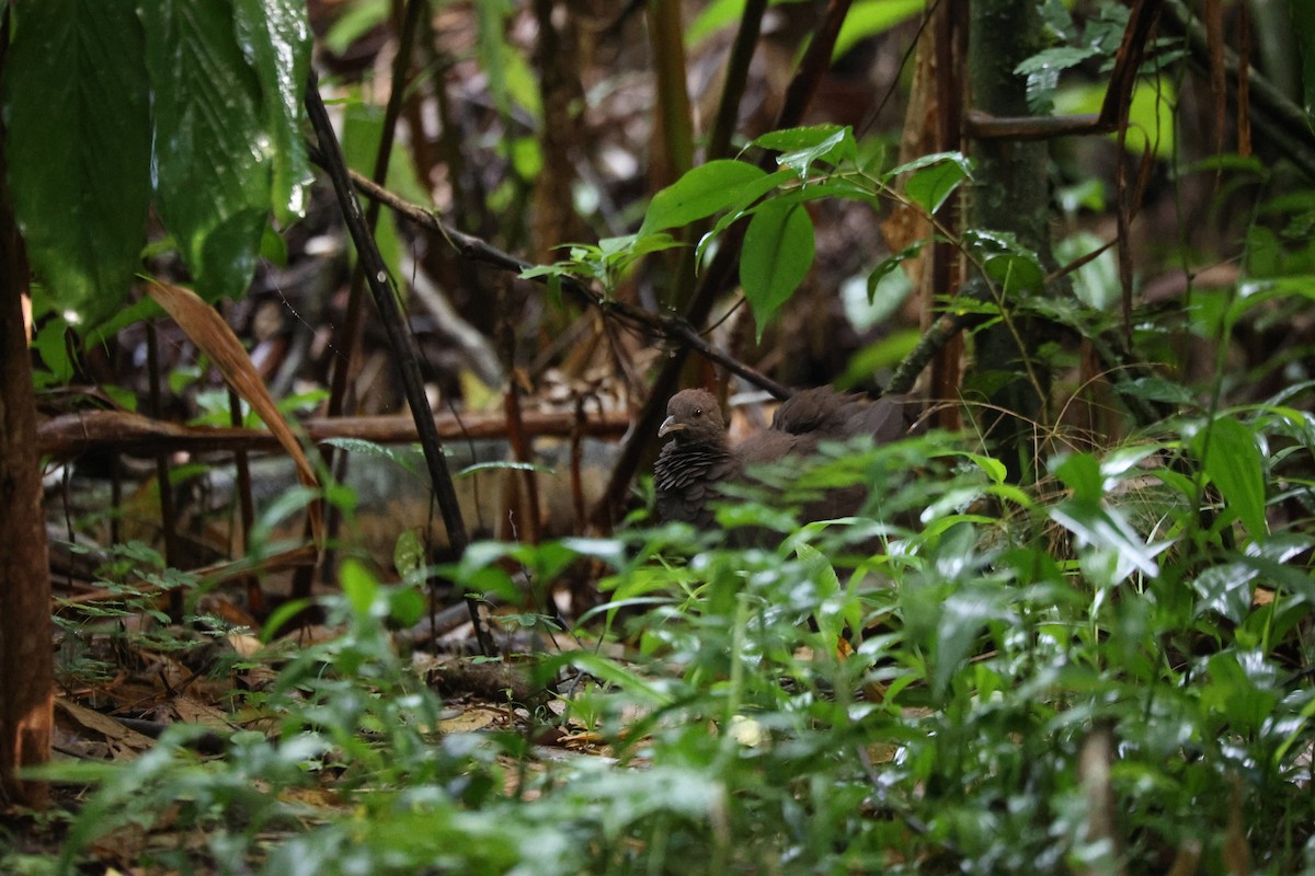 Cinereous Tinamou - ML627828752